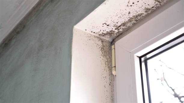 North Manchester, IN Mold Removal Company