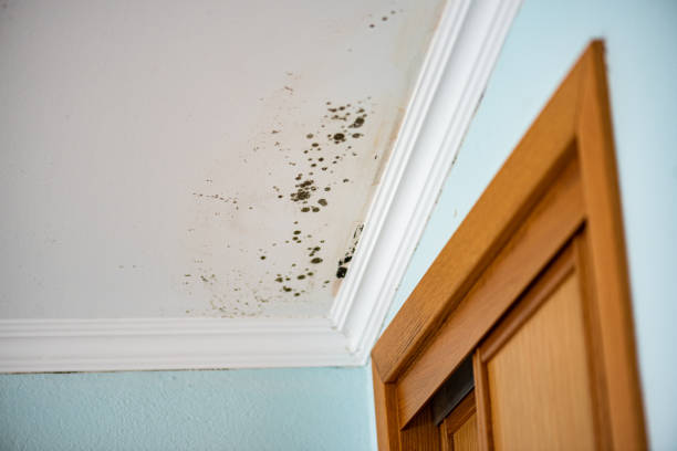 Best Black Mold Removal  in North Manchester, IN