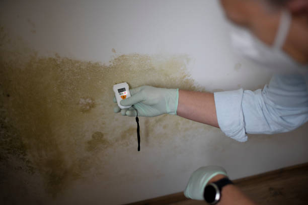 Best Home Mold Removal  in North Manchester, IN