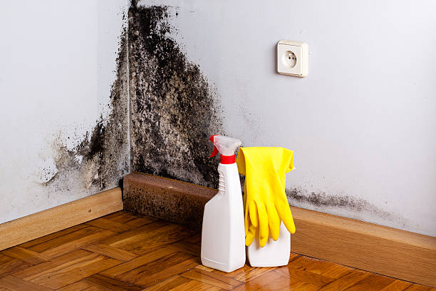 Best Mold Damage Repair  in North Manchester, IN